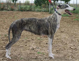 Galgo español